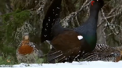 音乐短片 - 神奇的芬兰