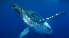 音乐短片 - 世界各地美丽的海洋和海滩