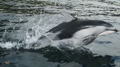 音乐短片 - 环游世界