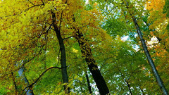 音乐短片 - 秋天的色彩