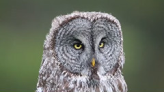 音乐短片 - 温柔的雨