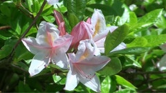 音乐短片 - 春光明媚