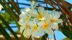 音乐短片 - 印度洋上的珍珠马尔代夫