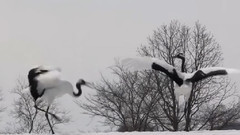 音乐短片 - 冬之舞