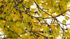 音乐短片 - 秋天的调色板