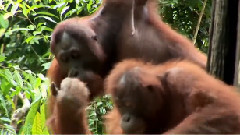 音乐短片 - 活泼的猴子