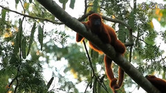 音乐短片 - 南非和拉丁美洲