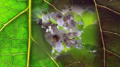 音乐短片 - 森林的心跳