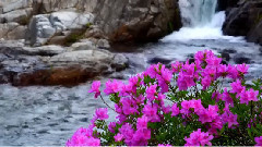 音乐短片 - 山岭峡谷的春天