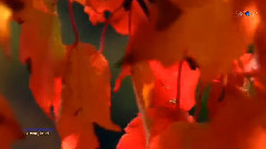 音乐短片 - Ennio Morricone