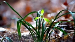 音乐短片 - 無名野花醉春天