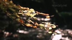 音乐短片 - Francis Goya