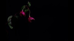 音乐短片 - Flower Time Lapse 2016 1 -꽃 개화 동영상