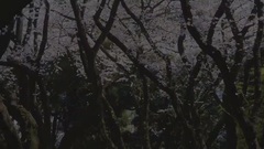 音乐短片 - 樱花