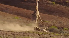 音乐短片 - 地球生命的脉动