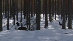 音乐短片 - 雪的梦幻