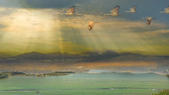 音乐短片 - 鸿雁