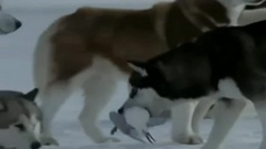 音乐短片 - Энигма Белый плен