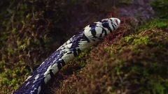 音乐短片 - 哥斯达黎加的植物和动物