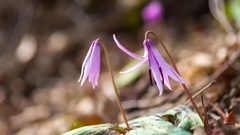 音乐短片 - 4k Time Lapse Landscape Of KOREA