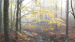New - Flaer Smin