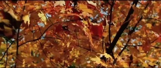 音乐短片 - Adagio In G Minor