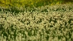 音乐短片 - 班得瑞音乐真爱