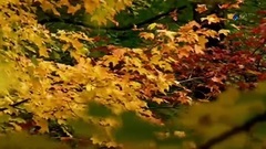 New - Beautiful and Peaceful