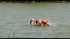 音乐短片 - 水边的阿狄丽娜