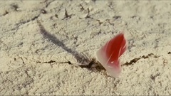 音乐短片 - 清晨的红色翅膀