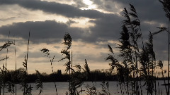 音乐短片 - The Swan