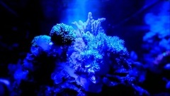 音乐短片 - Aquarium