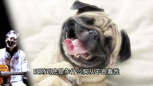  - 旺财到底是条什么狗从不跟着我