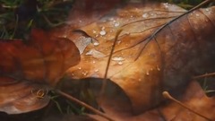 音乐短片 - 爱在深秋