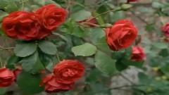 音乐短片 - 那时 你老了