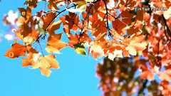 音乐短片 - 天使的翅膀DJ