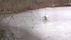 音乐短片 - Why You Should Never Mess With A Swan