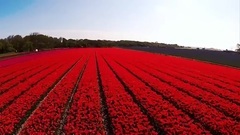 音乐短片 - 世界上最美丽的郁金香花田
