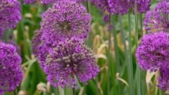 音乐短片 - 微笑如酒