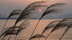 音乐短片 - 芦花