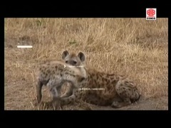 Животные