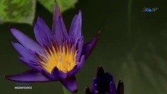 音乐短片 - Magnificence