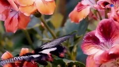 音乐短片 - Le Jardin Merveilleux