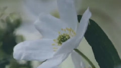 音乐短片 - Lumiere du Coeur