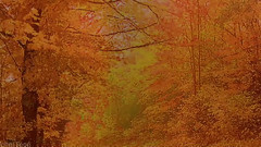 音乐短片 - Amour Divin