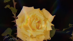 音乐短片 - La Rose Magnifique