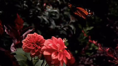 音乐短片 - Infinie Douceur