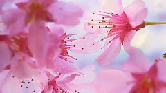 音乐短片 - Terre Enchanteresse