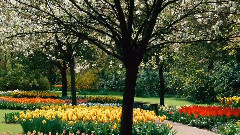 音乐短片 - Les Jardins du Monde