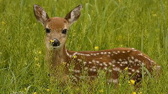 音乐短片 - Les Yeux de l'Ange